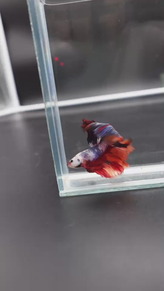 Competition Halfmoon Multicolors Betta Fish
