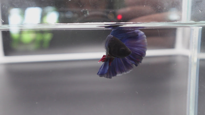 Rare Halfmoon Indigo Blue Betta Fish