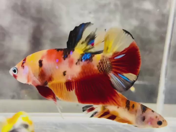 Rare Pair Koi Multicolors Betta Fish