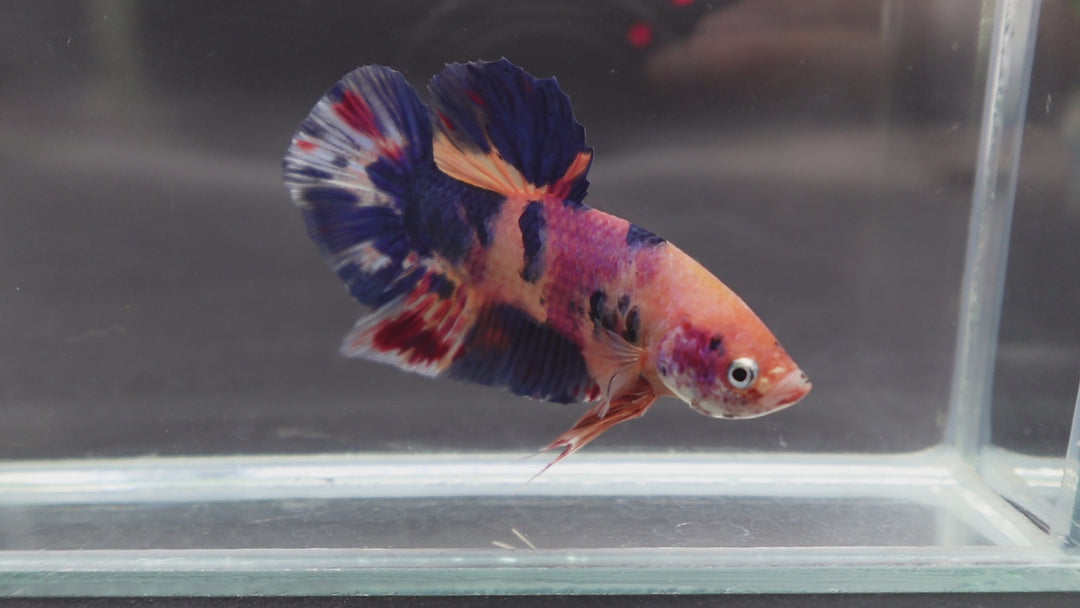 Rare Giant Multicolors Betta Fish
