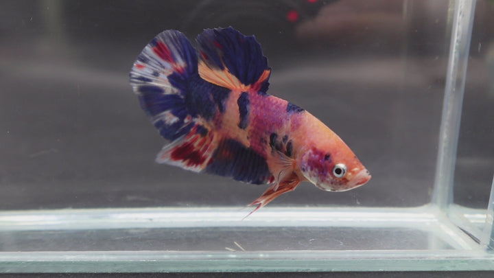Rare Giant Multicolors Betta Fish
