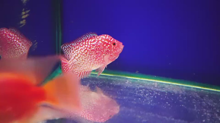 Rare Kamfa Golden Base Flowerhorn 3.5 inch