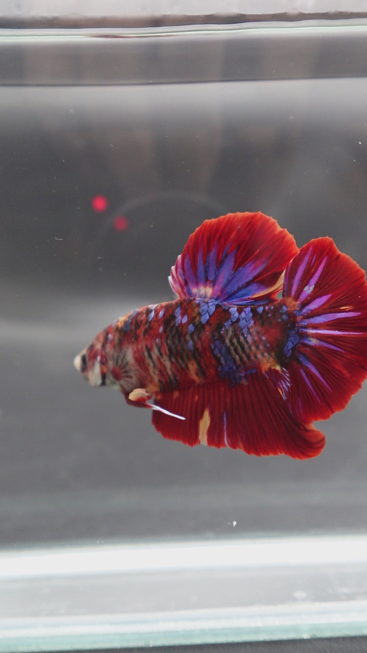 Rare Giant Multicolors Betta Fish