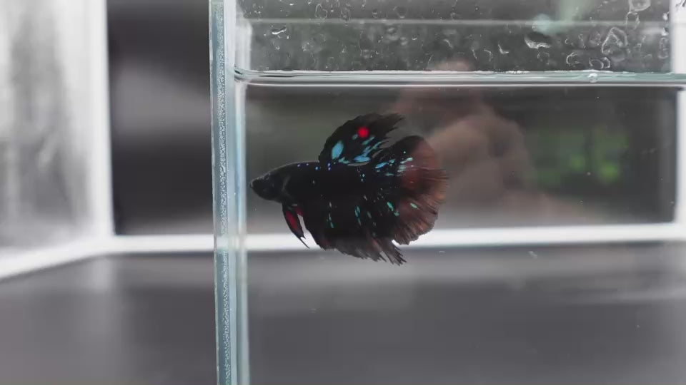 Rare Avatar Betta Fish