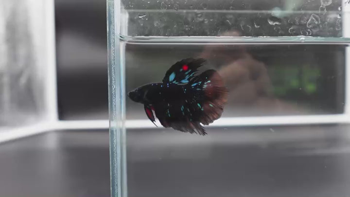Rare Avatar Betta Fish