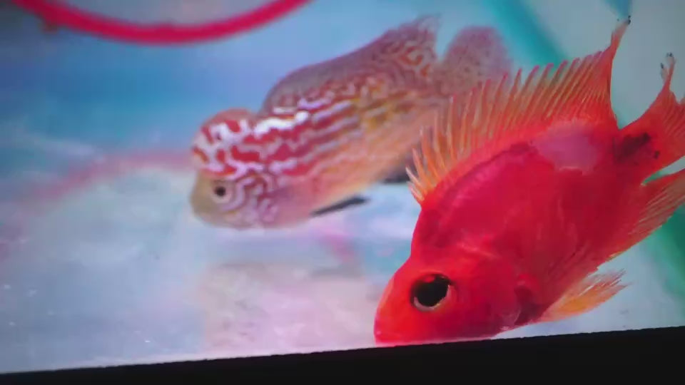 Rare Kamfa Golden Base Flowerhorn