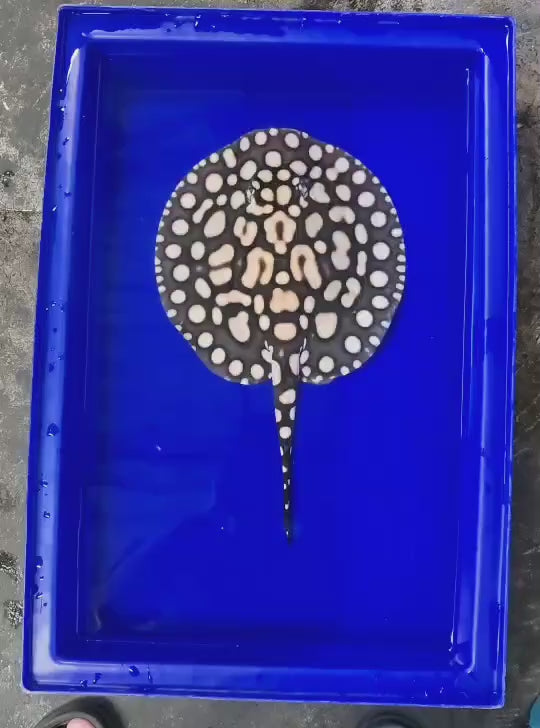 Black diamond stingray female 9 inch