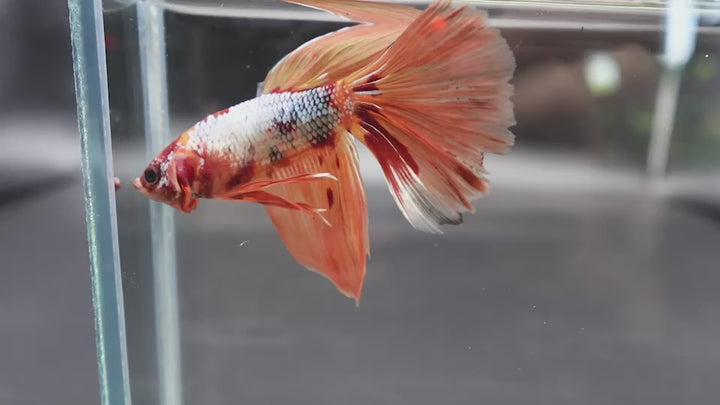 Rare Giant Halfmoon Nemo Copper Betta Fish
