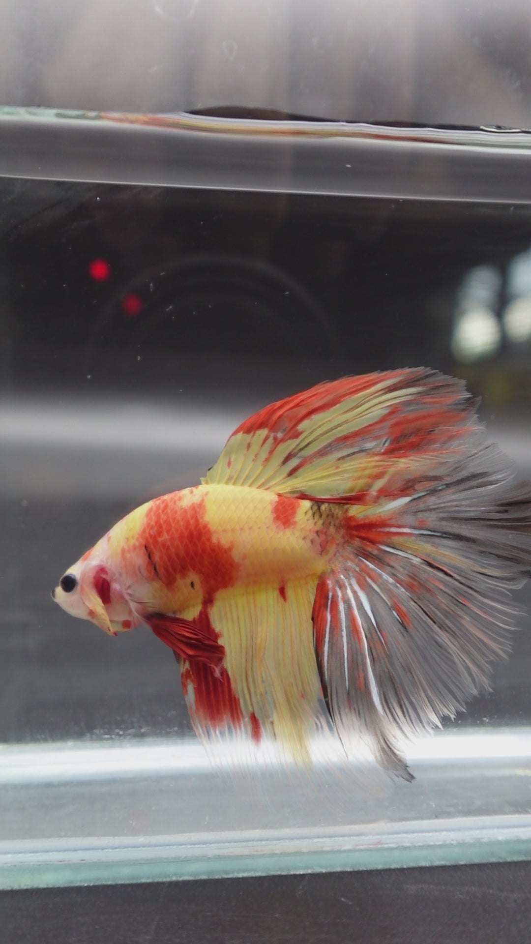 Rare Giant Halfmoon Nemo Betta Fish