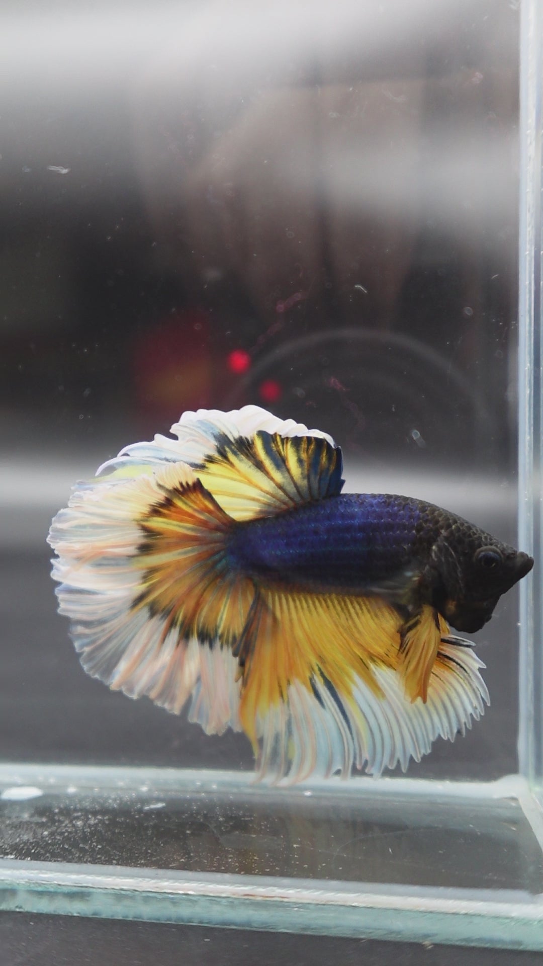 Halfmoon Mustard Butterfly Betta Fish