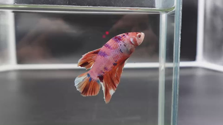 Rare Giant Multicolors Betta Fish