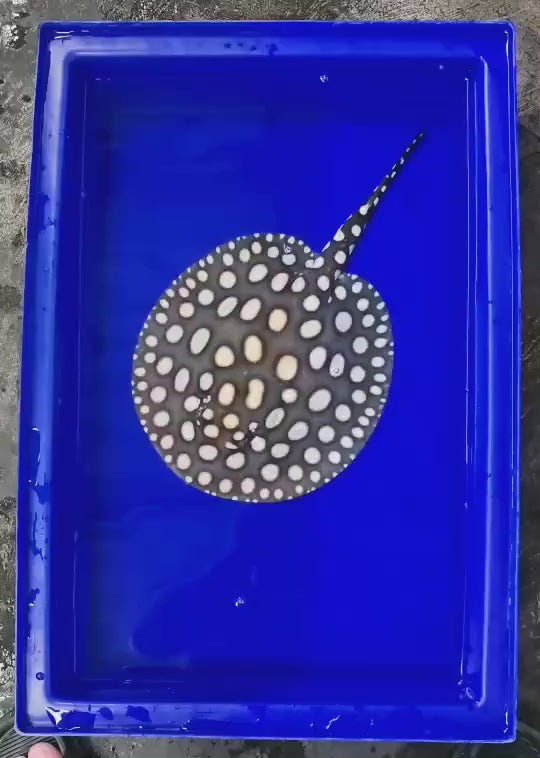 Black diamond stingray female 9 inch