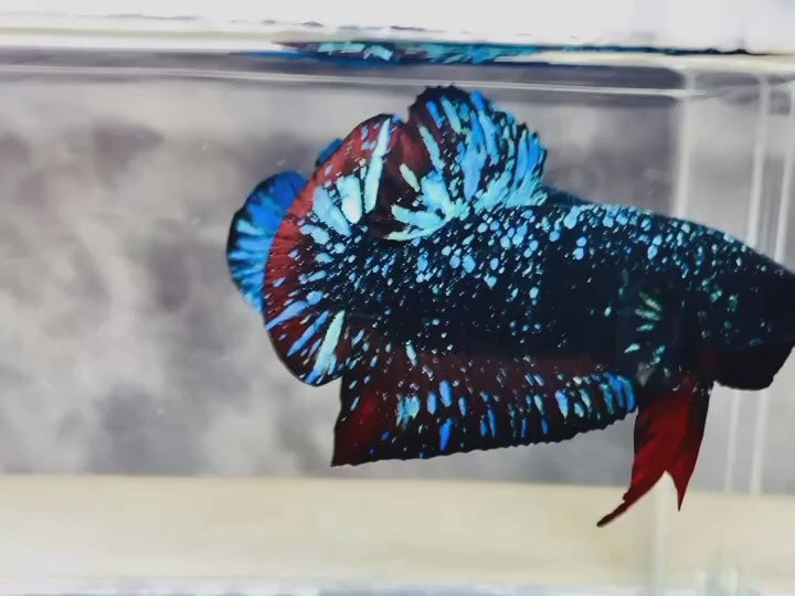 Rare Avatar Betta Fish