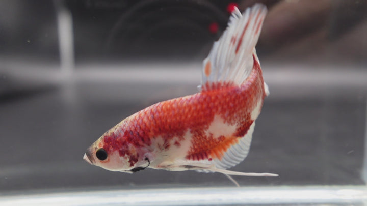 Rare Giant Koi Red And White Betta Fish