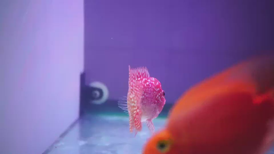 Rare Kamfa Golden Base Flowerhorn 3 inch