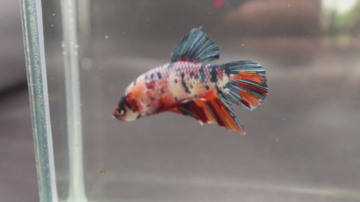 Rare Giant Multicolors Betta Fish