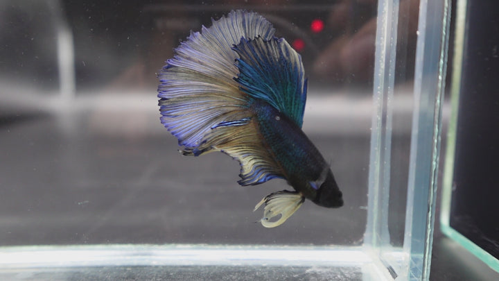 Rare Halfmoon Blue And Yellow Betta Fish