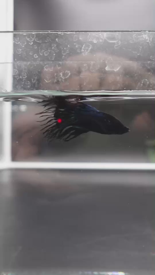 Rare King Crowntail Betta Fish