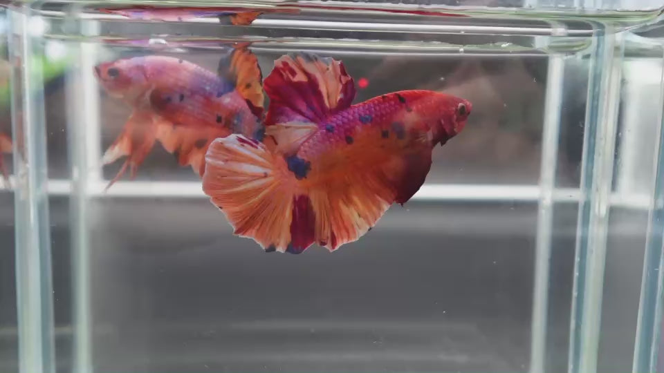 Rare Giant Multicolors Betta Fish