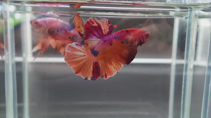 Rare Giant Multicolors Betta Fish