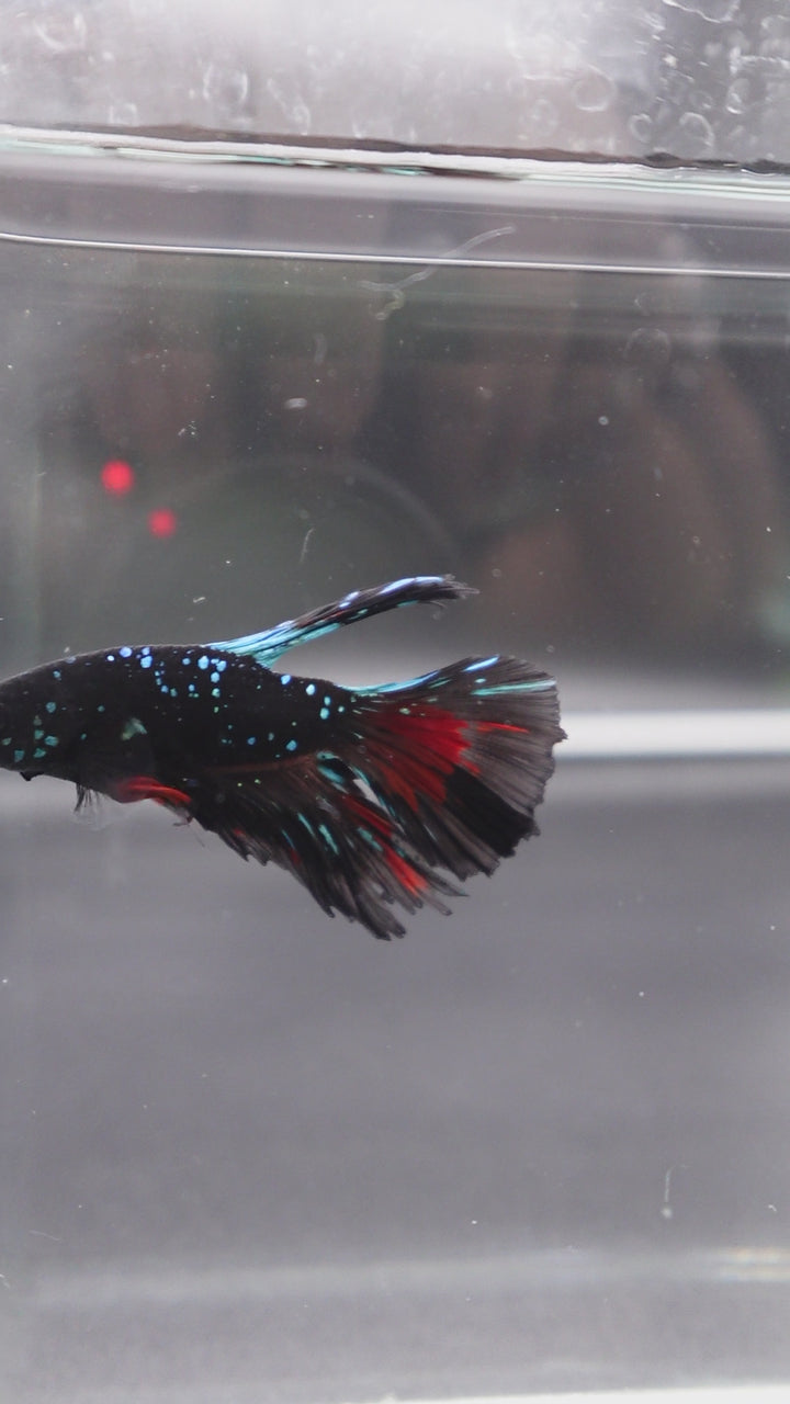 Rare Halfmoon Black Star Betta Fish