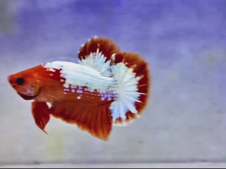 Rare Red Copper Startail Betta Fish