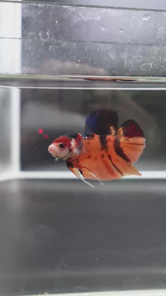 Rare Giant Multicolors Betta Fish