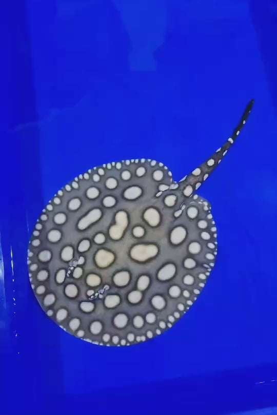 Black diamond stingray female 8.5 inch