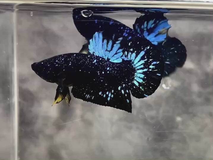 Rare Avatar Betta Fish
