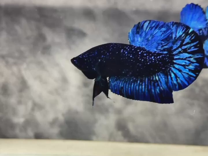 Rare Avatar Betta Fish