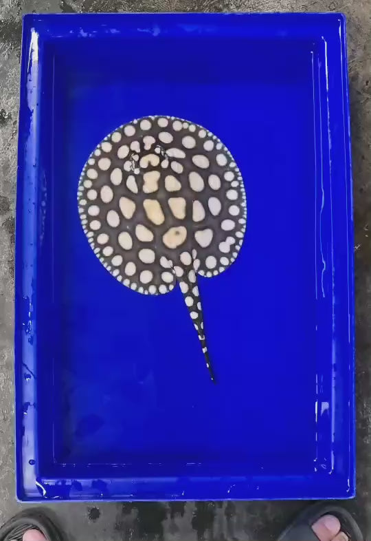 Black diamond stingray male 8.5 inch