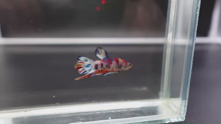 Competition grade - Junior Candy Multicolors Betta Fish