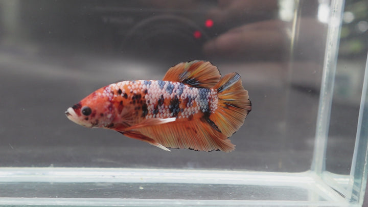 Rare Giant Multicolors Betta Fish