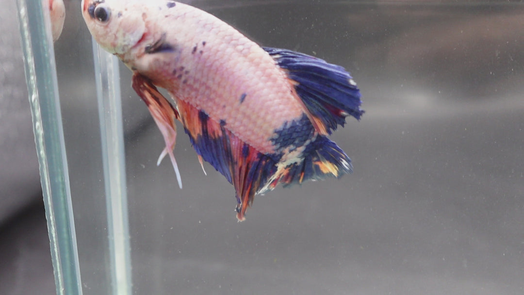 Rare Giant Multicolors Betta Fish