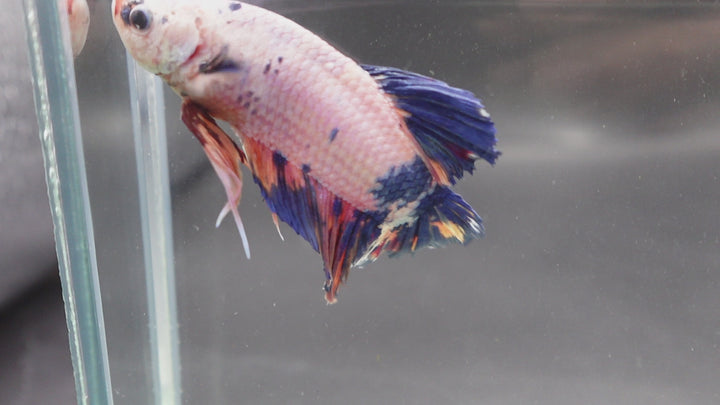Rare Giant Multicolors Betta Fish