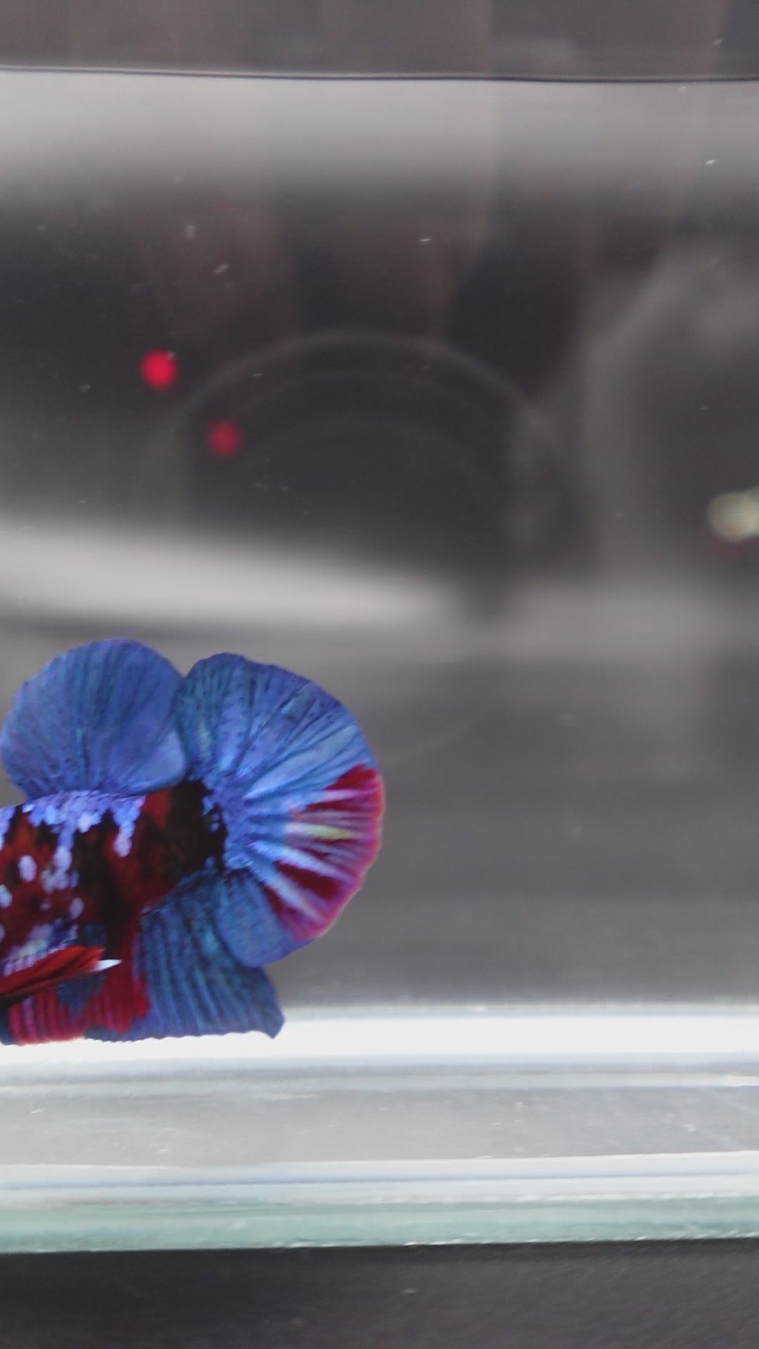 Rare Blue And Red Betta Fish