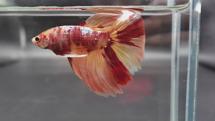 Rare Giant Halfmoon Nemo Betta Fish