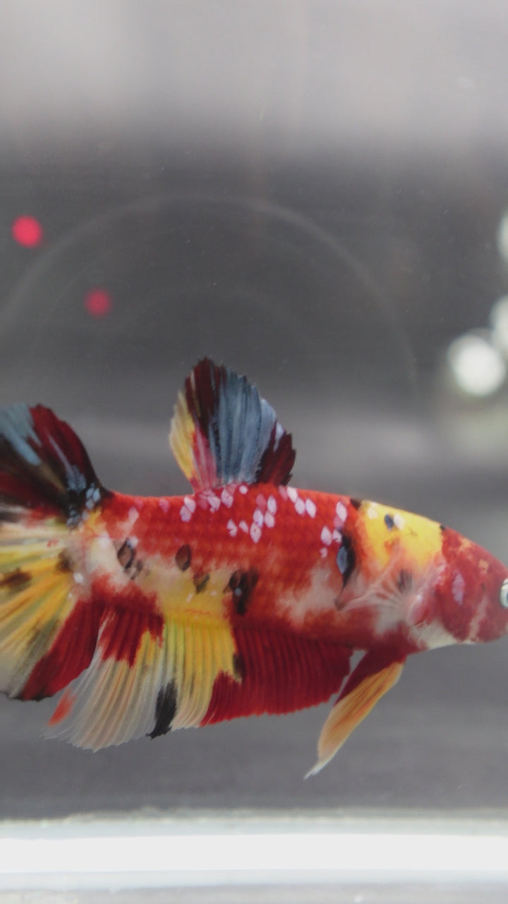 Rare Giant Multicolors Betta Fish