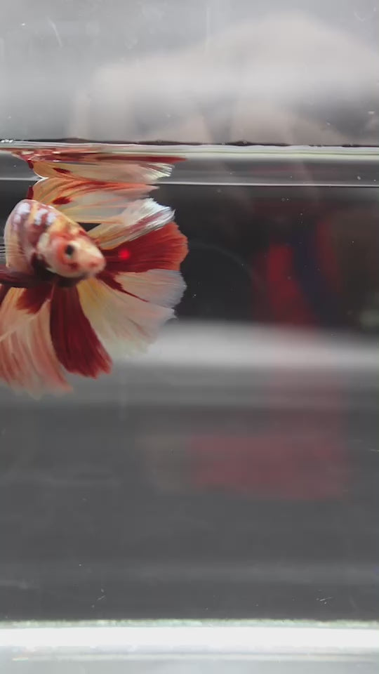 Rare Giant Halfmoon Nemo Betta Fish