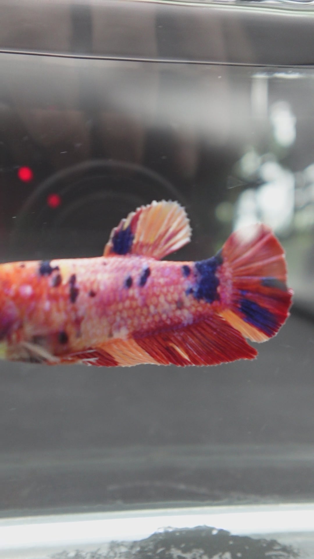 Rare Super Giant Koi Multicolors Betta Fish