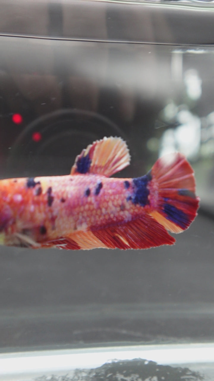 Rare Super Giant Koi Multicolors Betta Fish