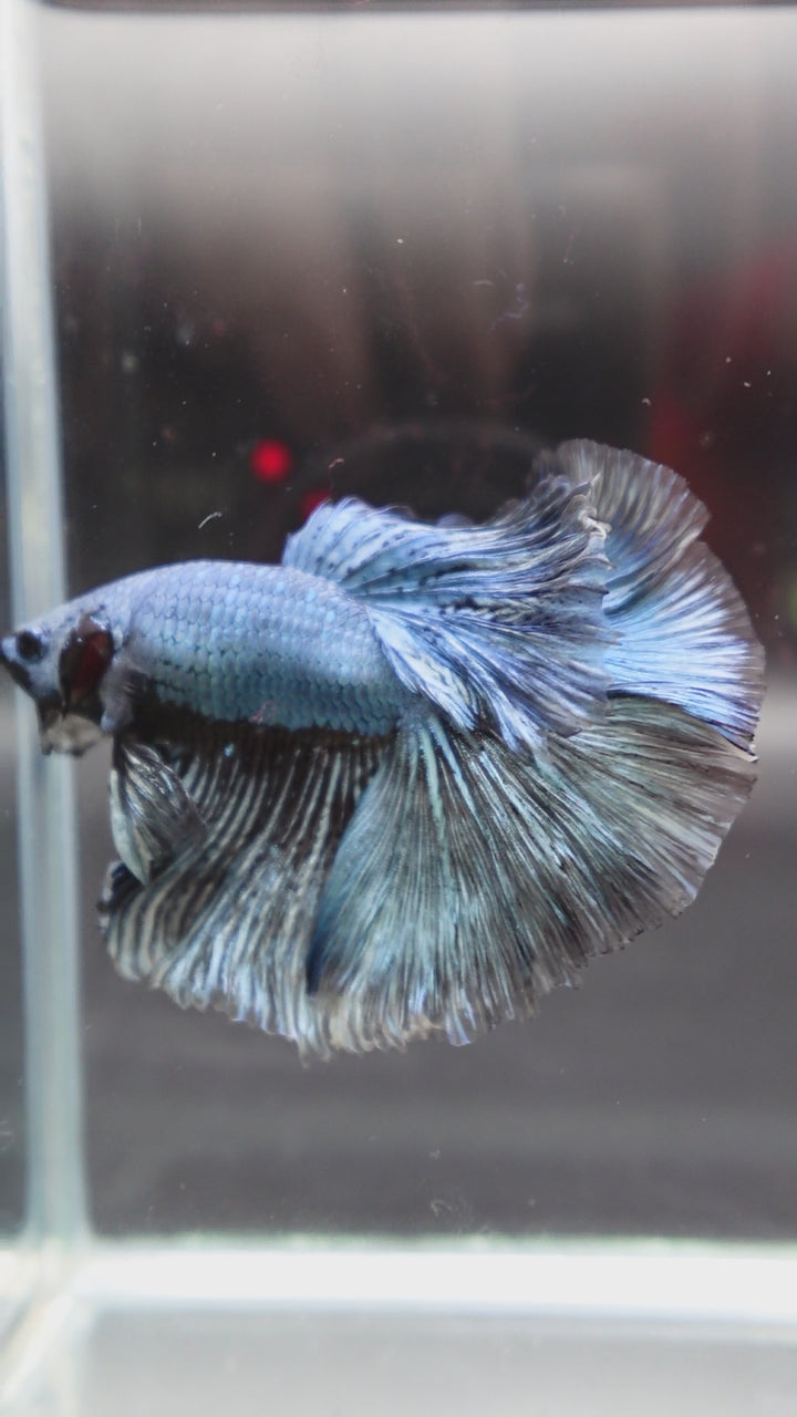 Halfmoon Copper Betta Fish