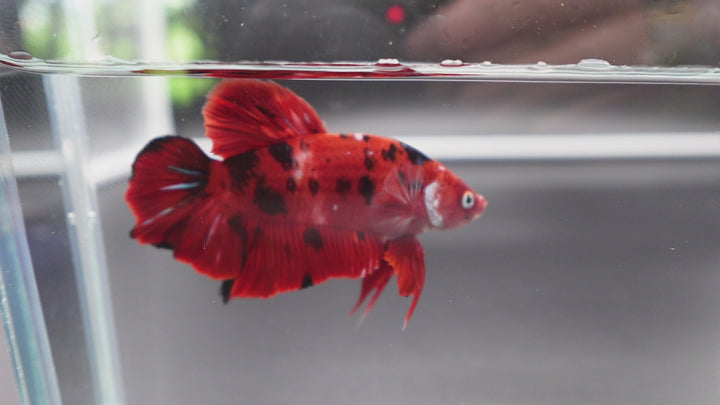 Rare Giant Multicolors Betta Fish