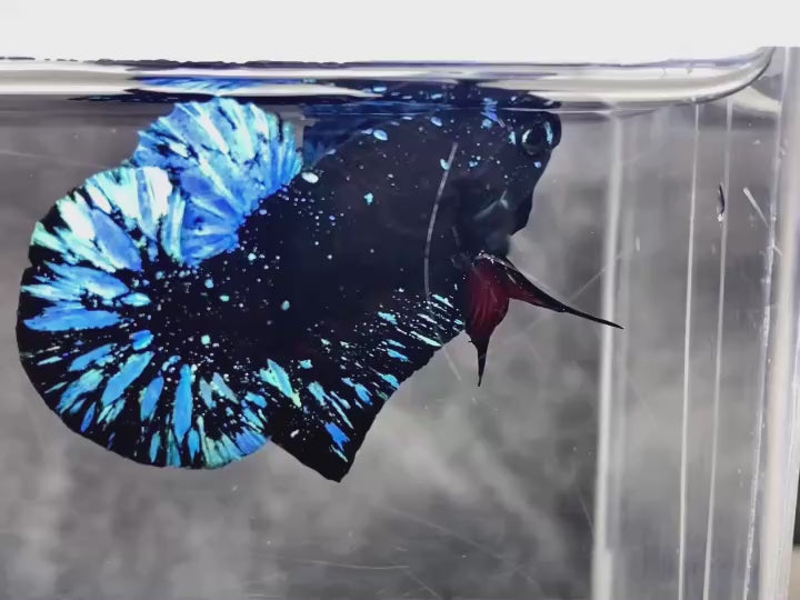 Rare Avatar Betta Fish