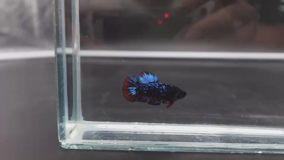 Rare Avatar Betta Fish