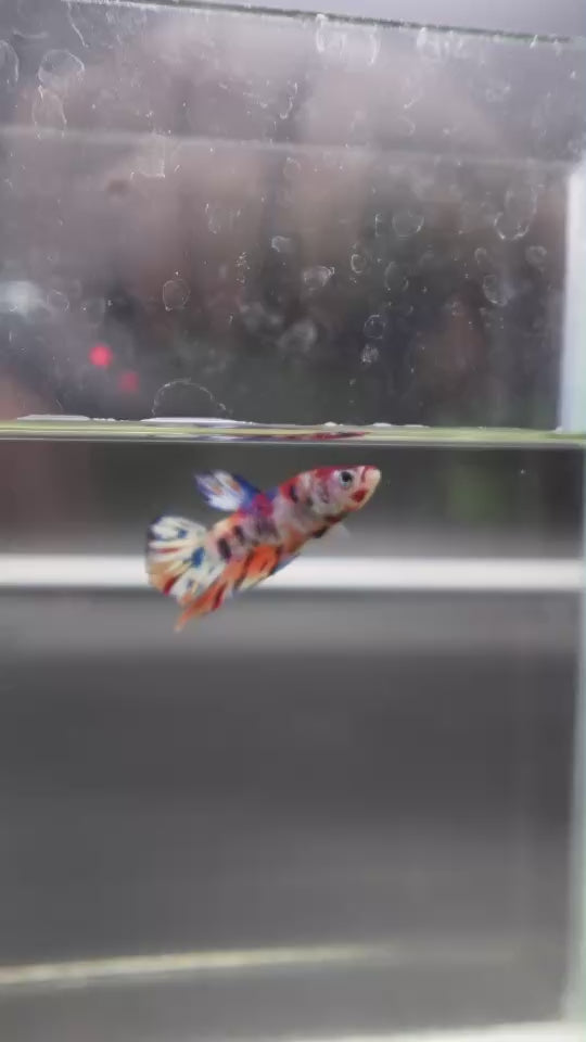Competition grade - Junior Candy Multicolors Betta Fish