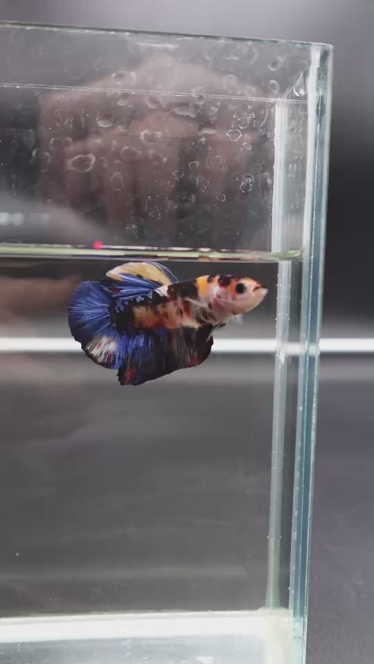 Rare Giant Multicolors Betta Fish