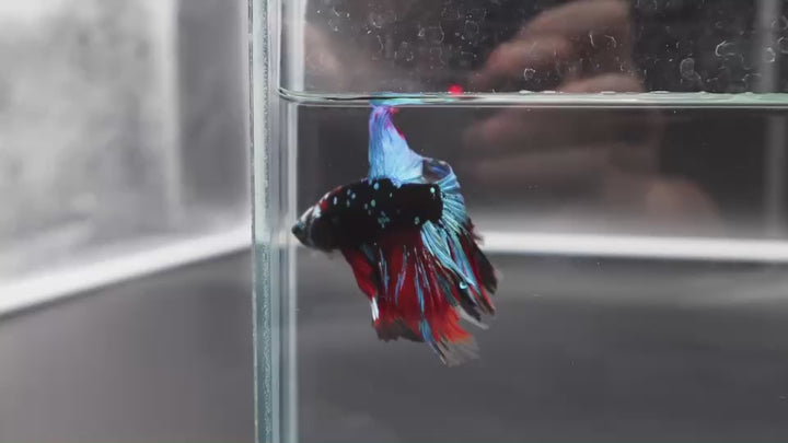 Rare Halfmoon Black Star Betta Fish