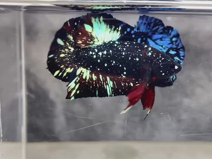 Rare Avatar Betta Fish