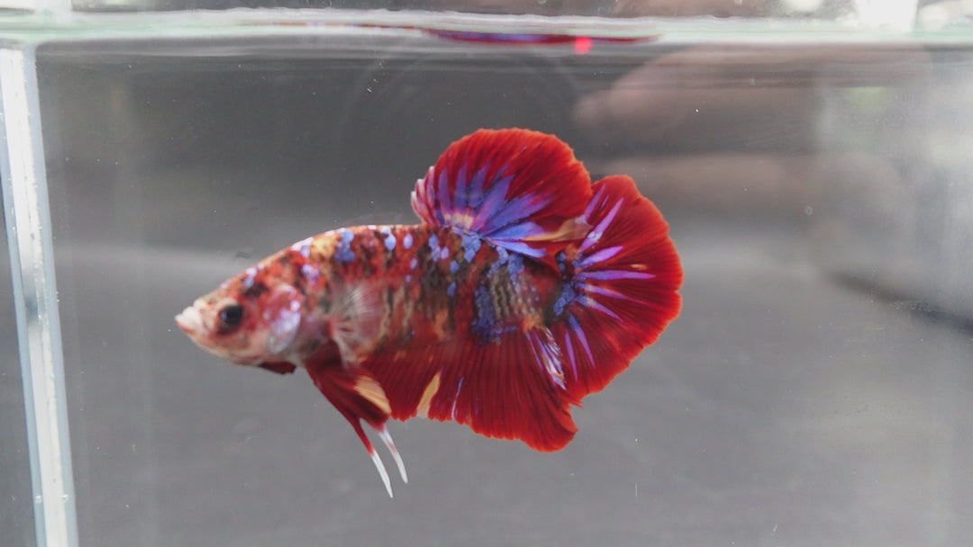 Rare Giant Multicolors Betta Fish